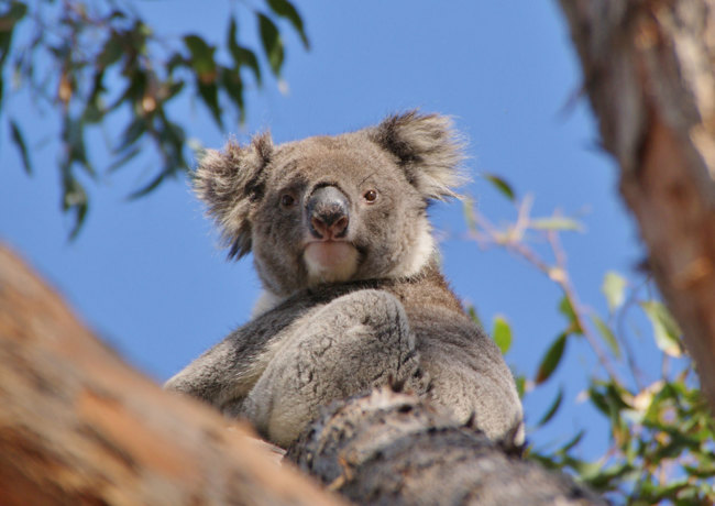 Audley Travel Koala