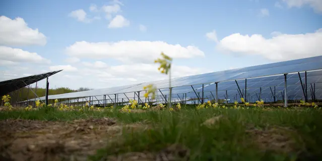 Solar panel farm viewed from ground level with yellow flowers