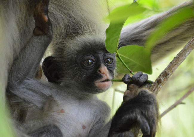 Baby Colobus Monkey Zanzibar By Hannah Jones