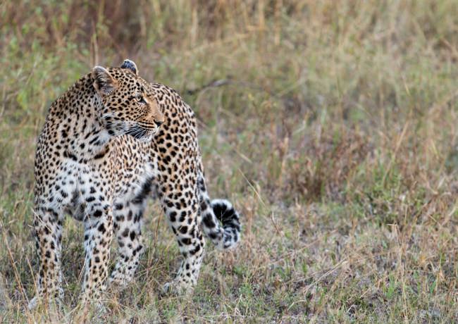 Leopard Sabi Sands South Africa