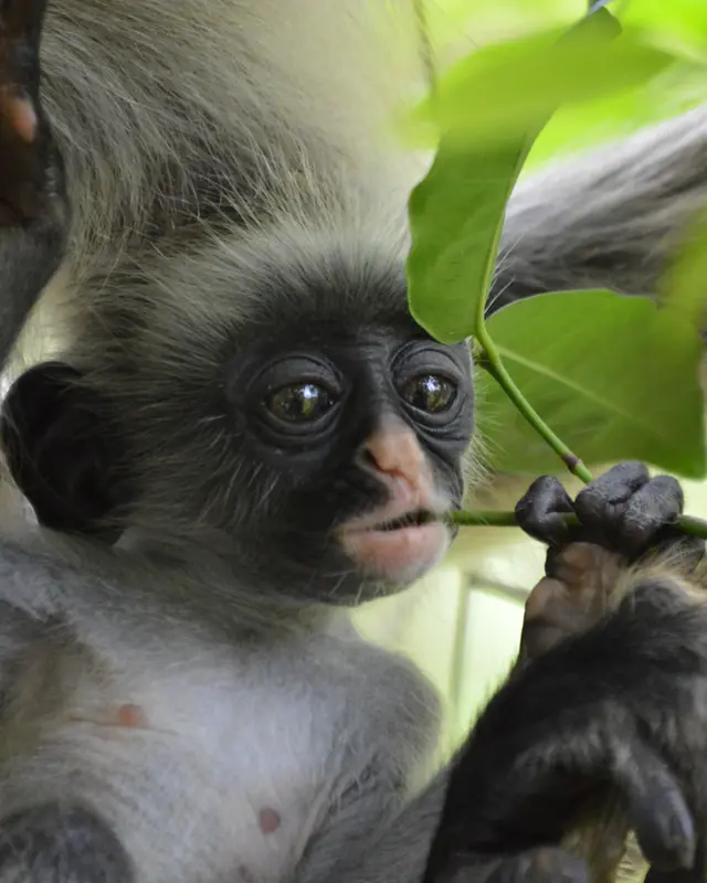 Baby Colobus Monkey, Zanzibar By Hannah Jones